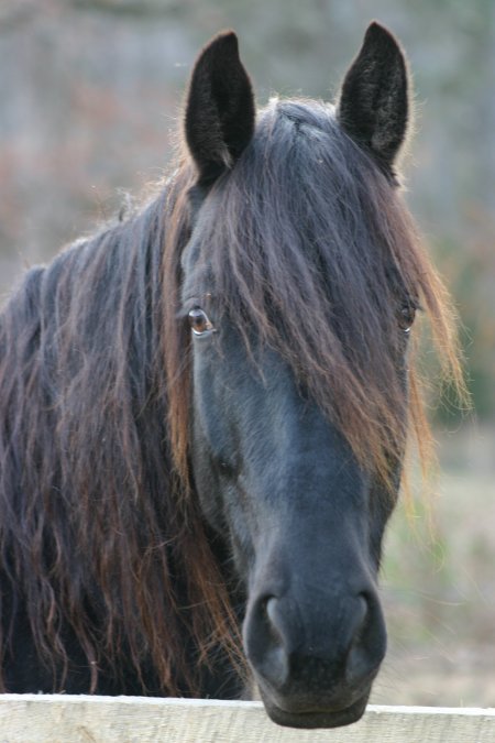 One of the Pasture Horses